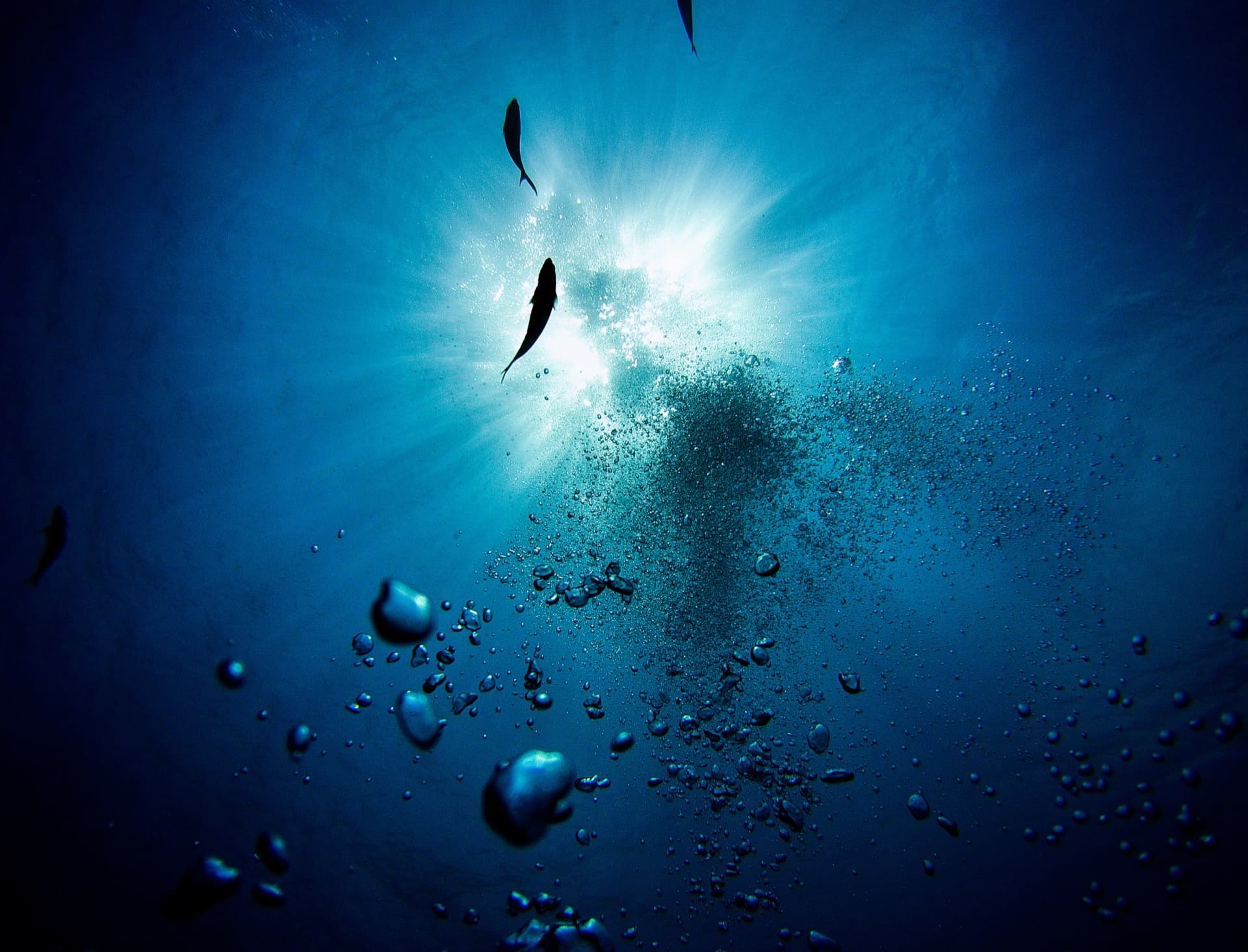 Sunlight, bubbles and fish beneath the ocean surface